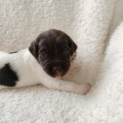 Les chiots de Petit Epagneul de Münster