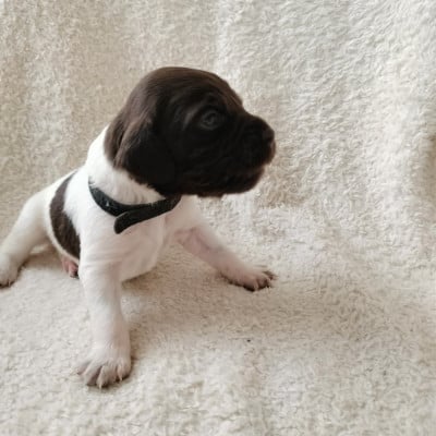 Les chiots de Petit Epagneul de Münster