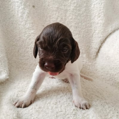 Les chiots de Petit Epagneul de Münster