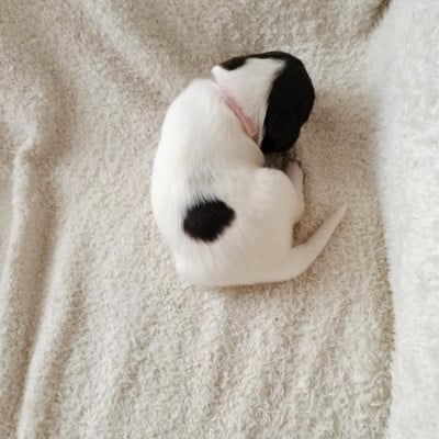 Les chiots de Petit Epagneul de Münster