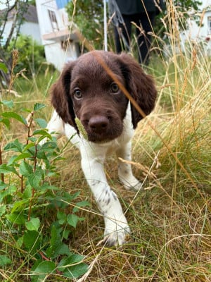 Les chiots de Petit Epagneul de Münster