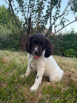 Les chiots de Petit Epagneul de Münster