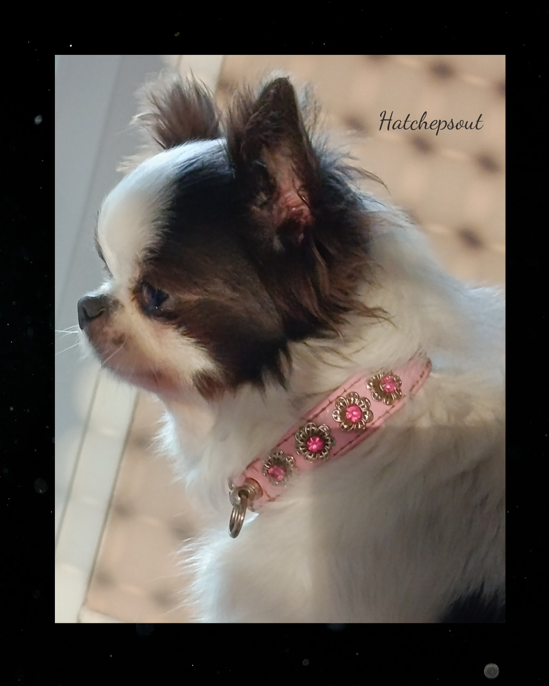 V 'hatchepsout p 'tits koeurs de kalou