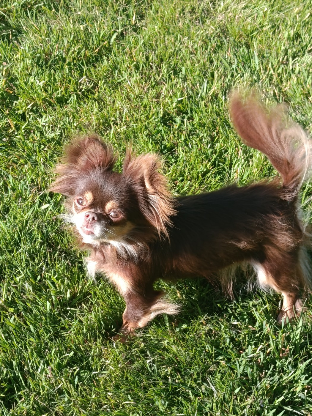Sade sade lou crozia