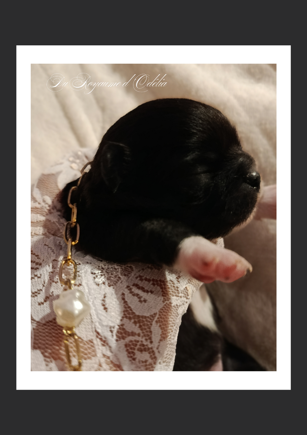 Chihuahua - Du Royaume D'Odelia