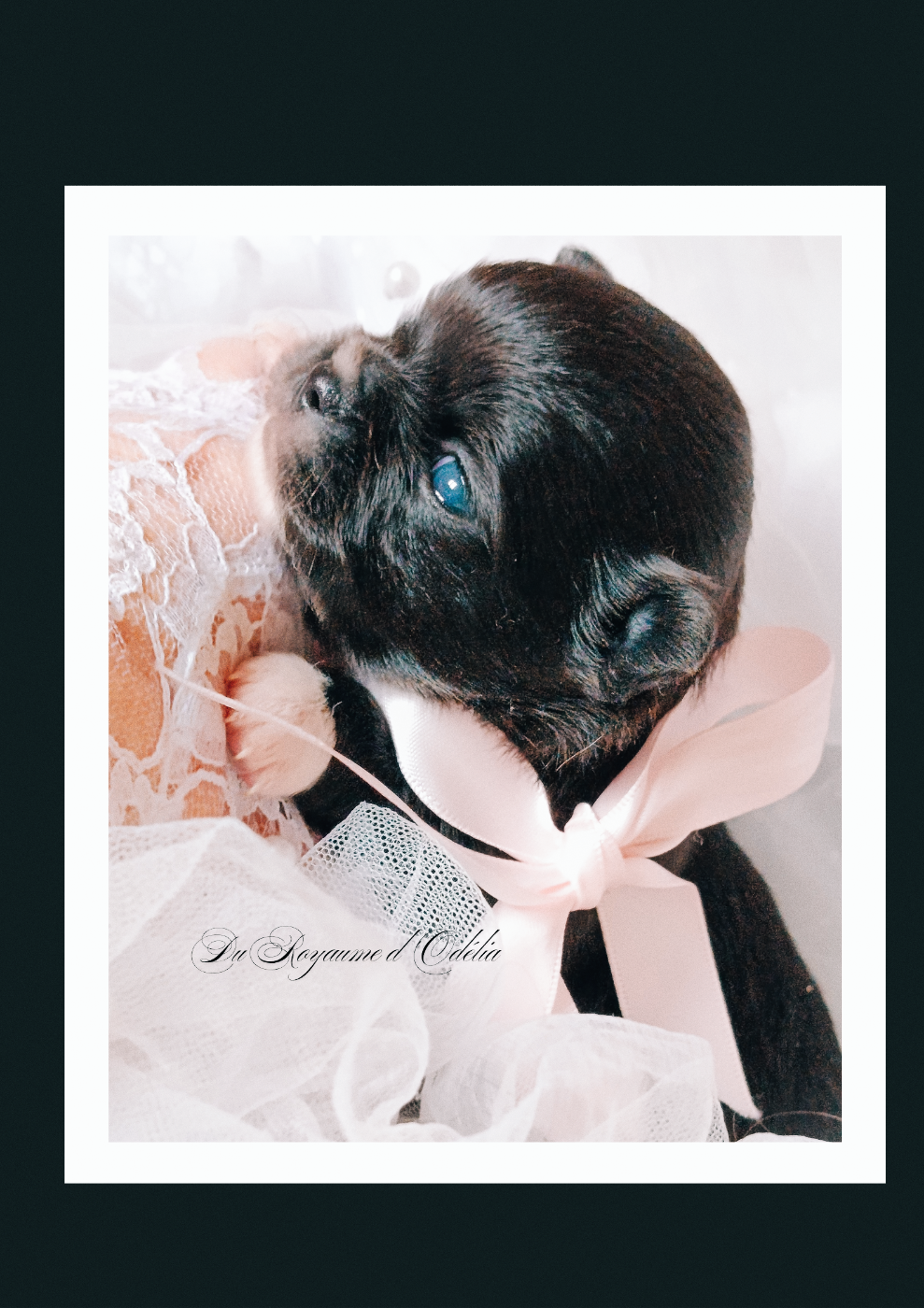 Chihuahua - Du Royaume D'Odelia