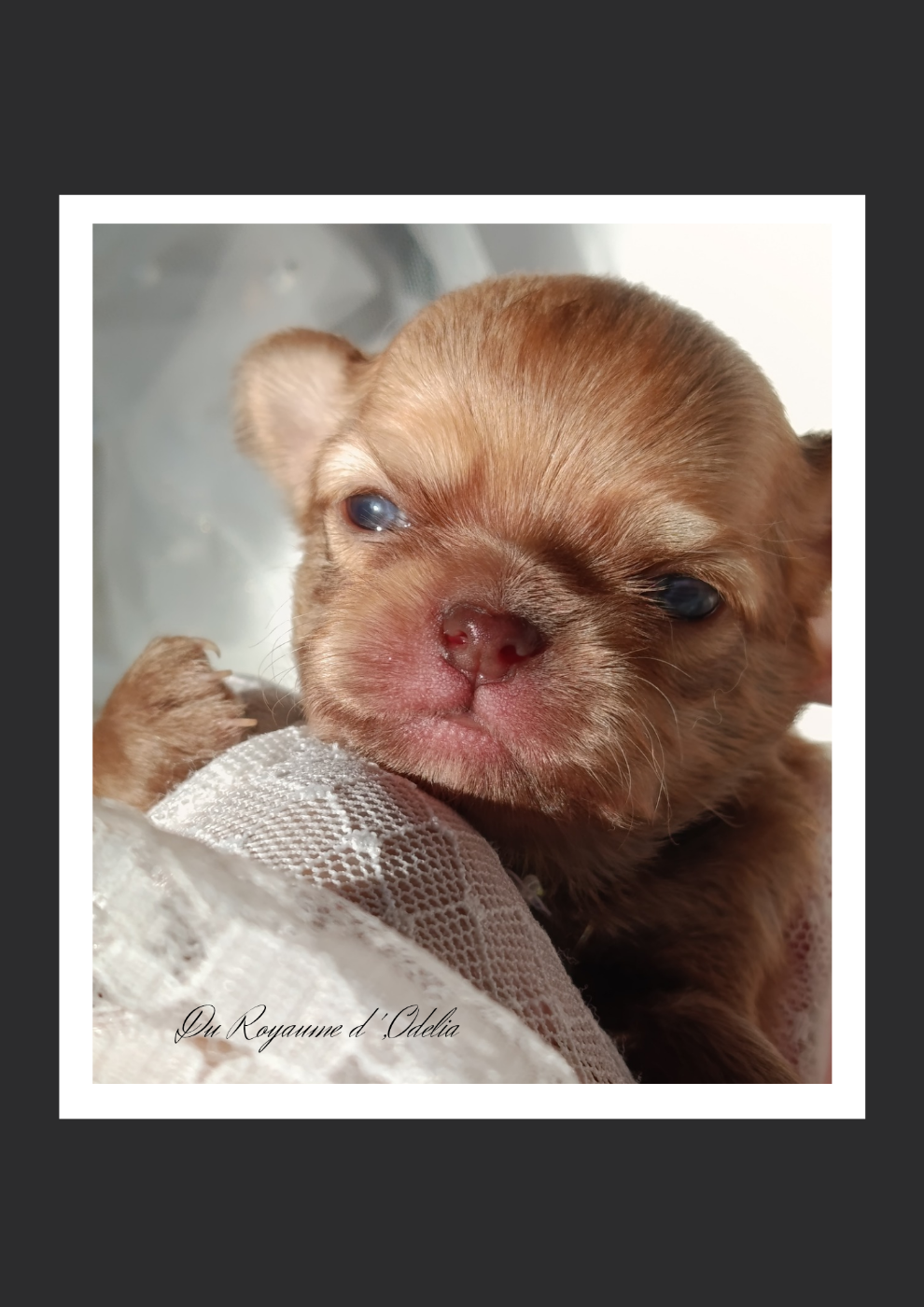 Chihuahua - Du Royaume D'Odelia