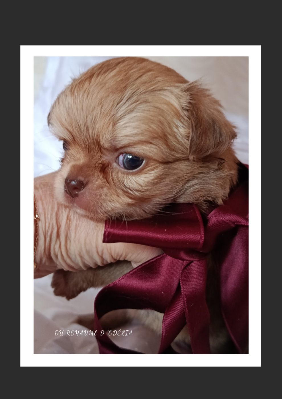 Chihuahua - Du Royaume D'Odelia