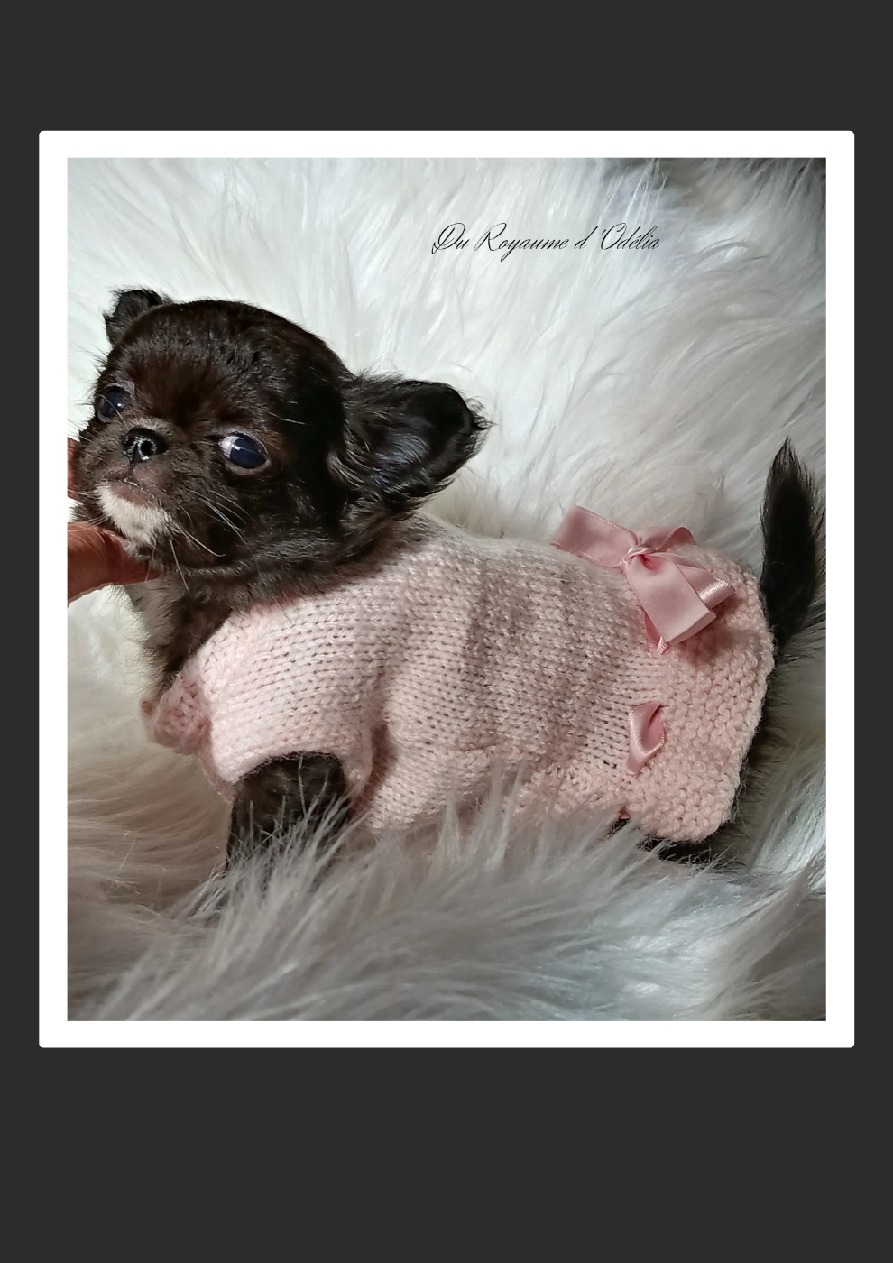 Chihuahua - Du Royaume D'Odelia