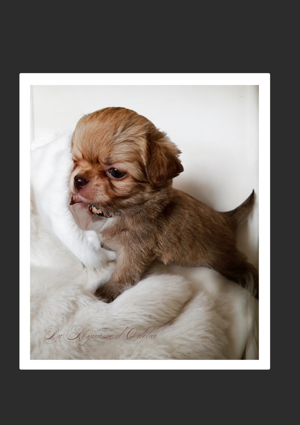 Chihuahua - Du Royaume D'Odelia