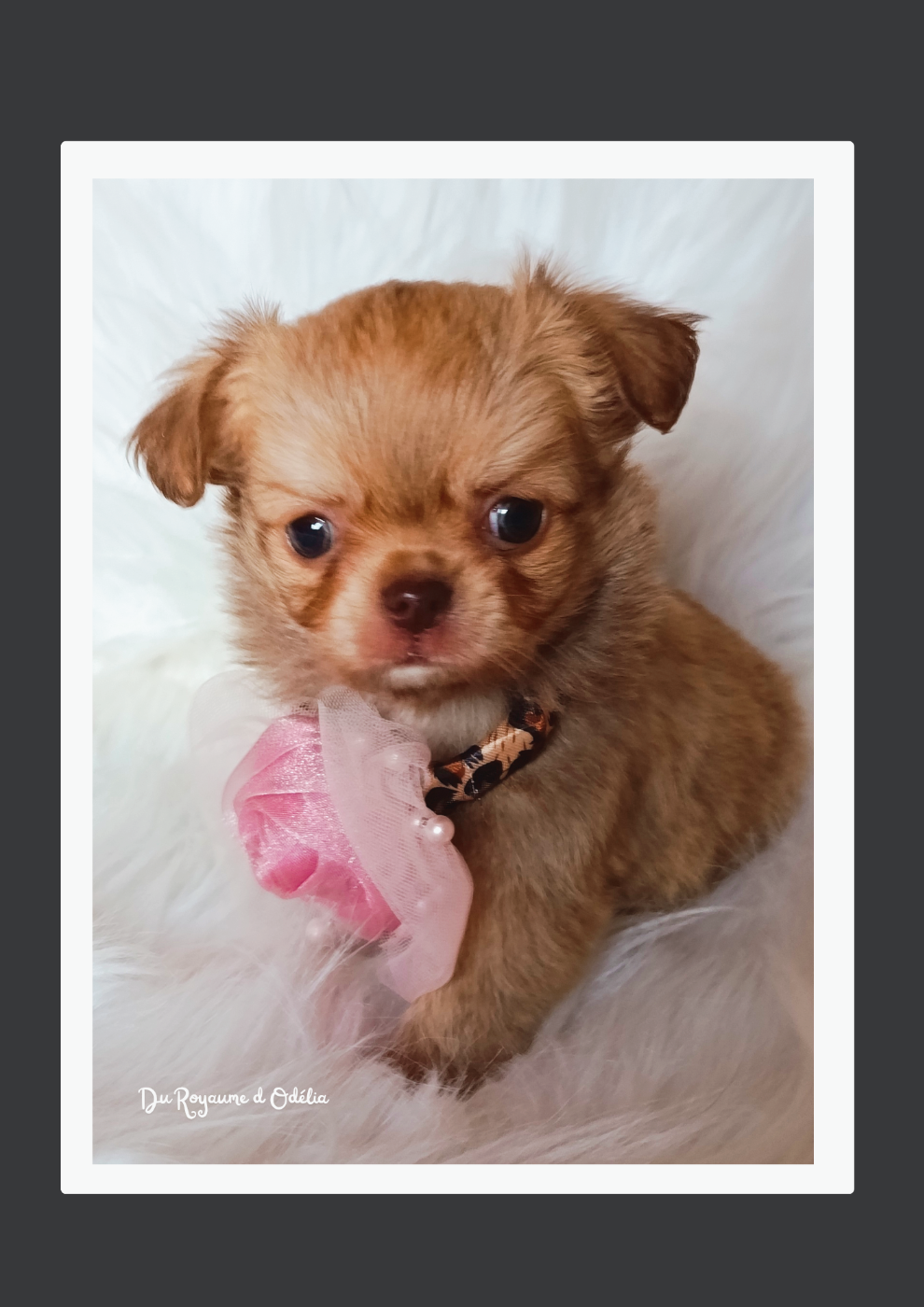 Chihuahua - Du Royaume D'Odelia