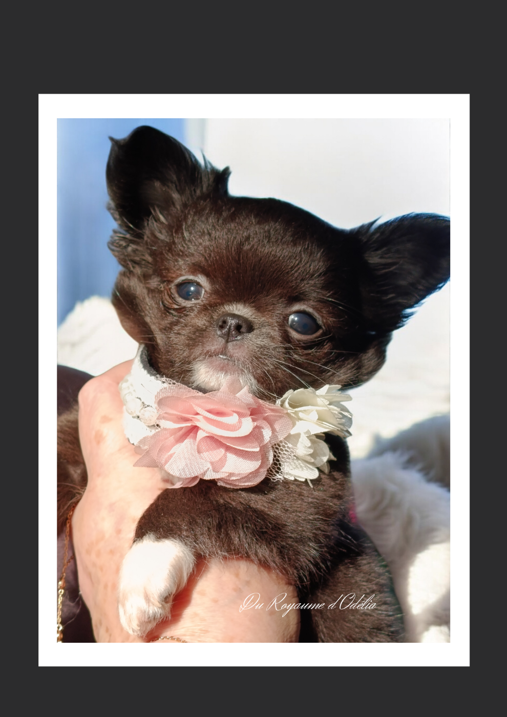 Chihuahua - Du Royaume D'Odelia