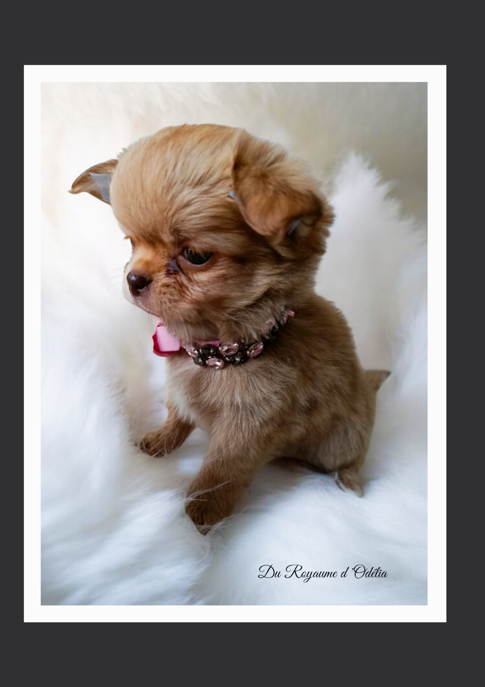 PETIT SUJET ( chocolat dilué ) a Aubadedream