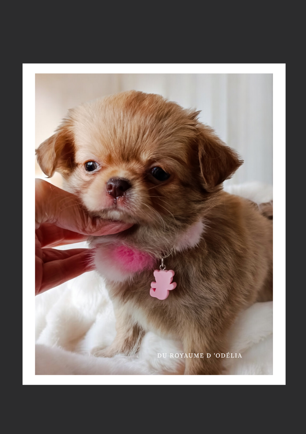 PETIT SUJET ( chocolat dilué ) a Aubadedream