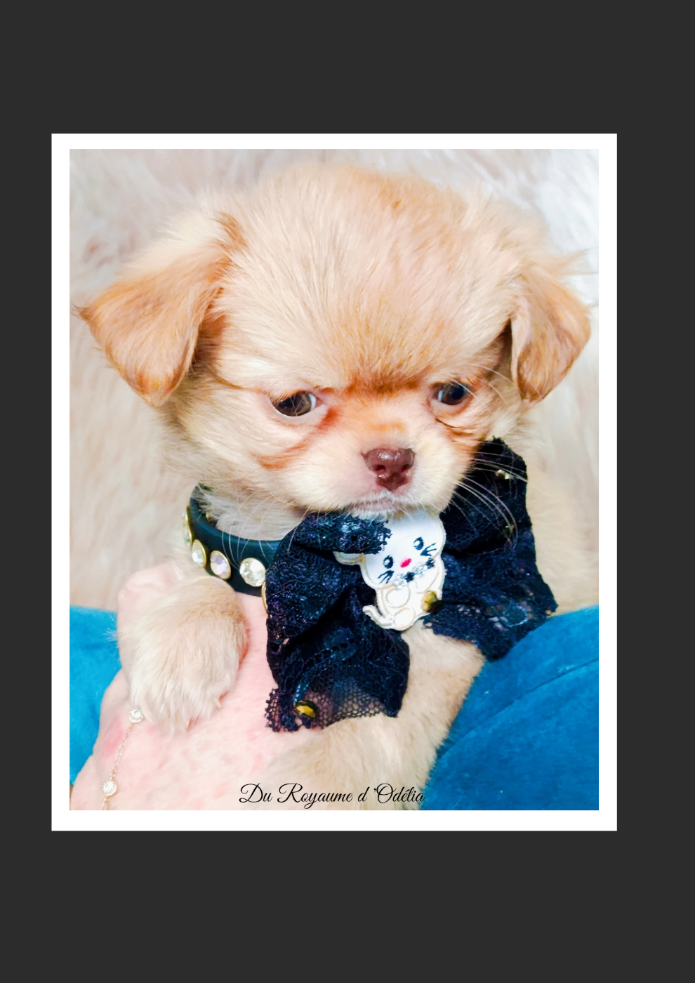 Chihuahua - Du Royaume D'Odelia