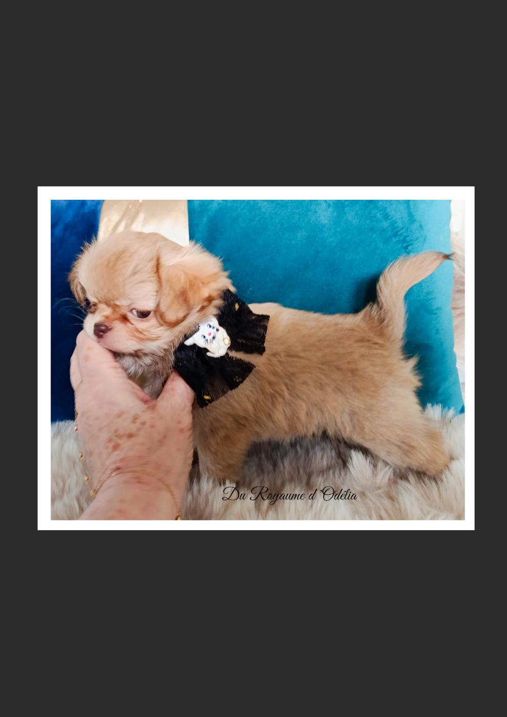 PETIT SUJET ( chocolat dilué ) a Aubadedream