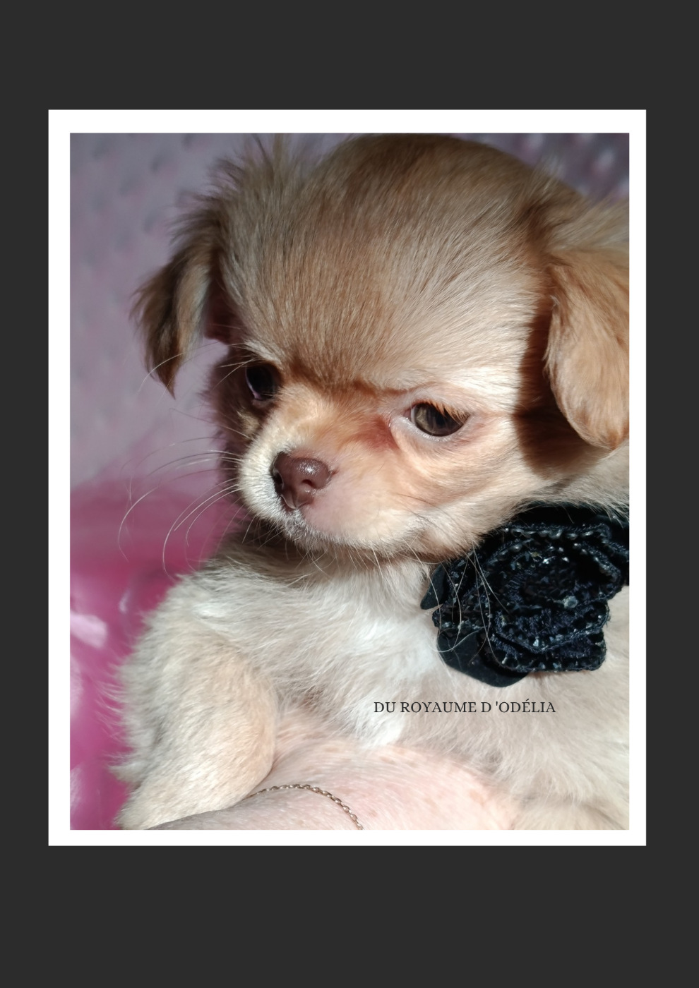 PETIT SUJET ( chocolat dilué ) a Aubadedream