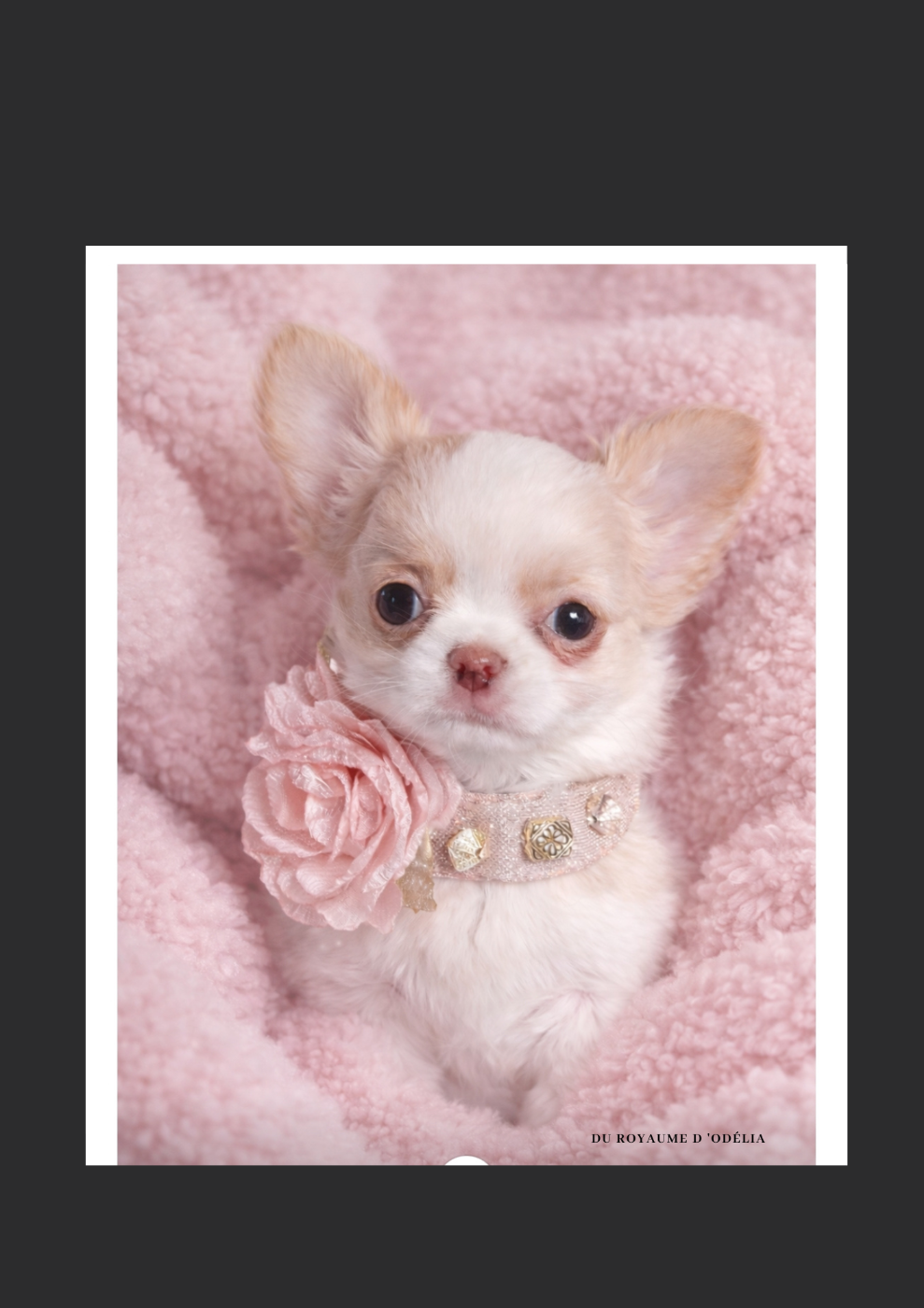 Chihuahua - Du Royaume D'Odelia