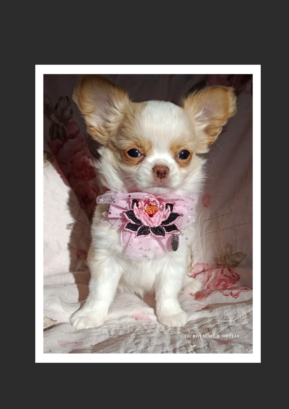 Chihuahua - Du Royaume D'Odelia