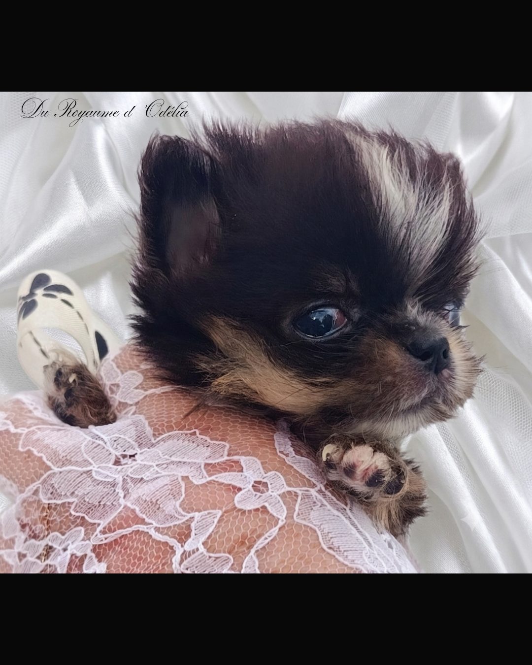 Chihuahua - Du Royaume D'Odelia