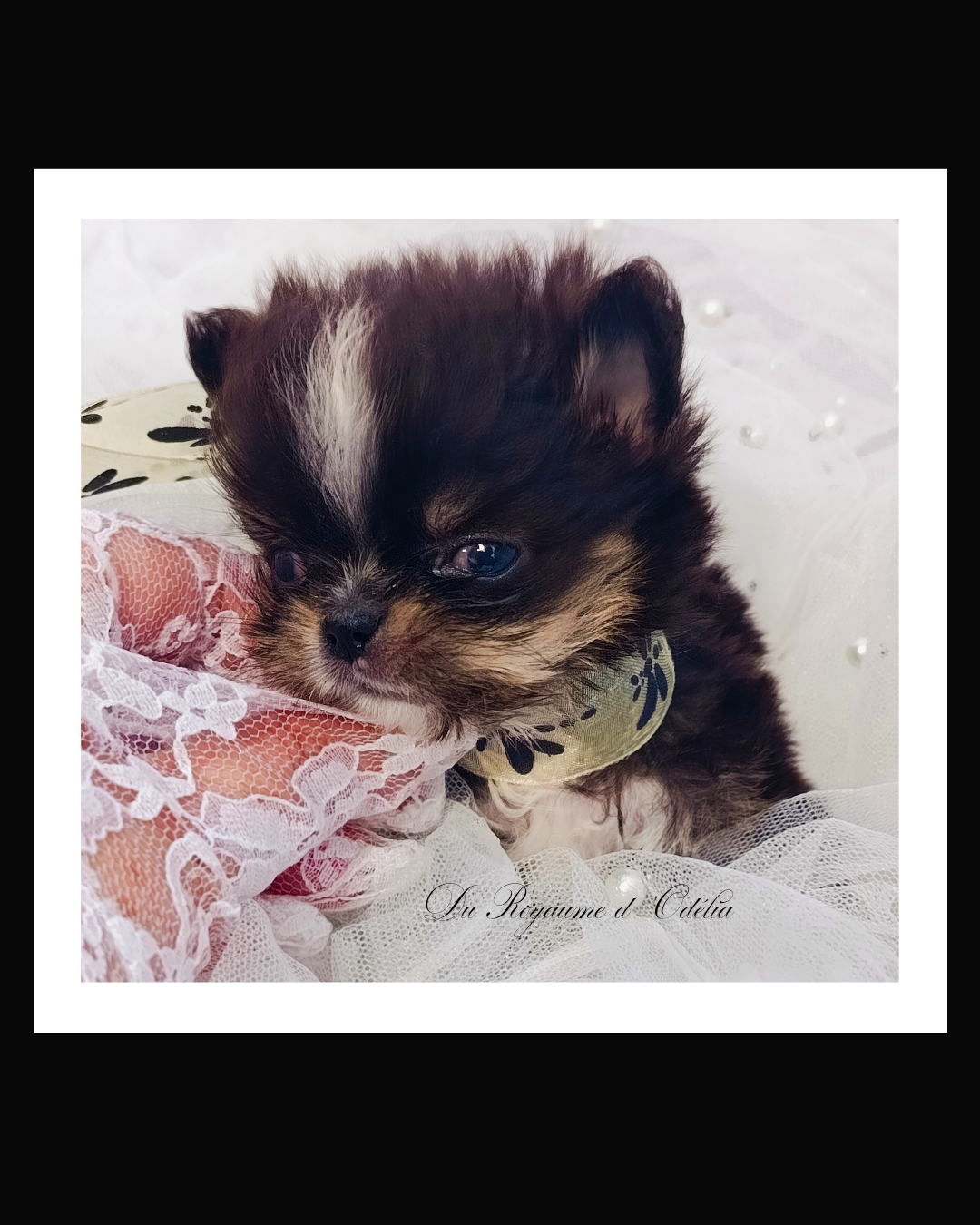 Chihuahua - Du Royaume D'Odelia
