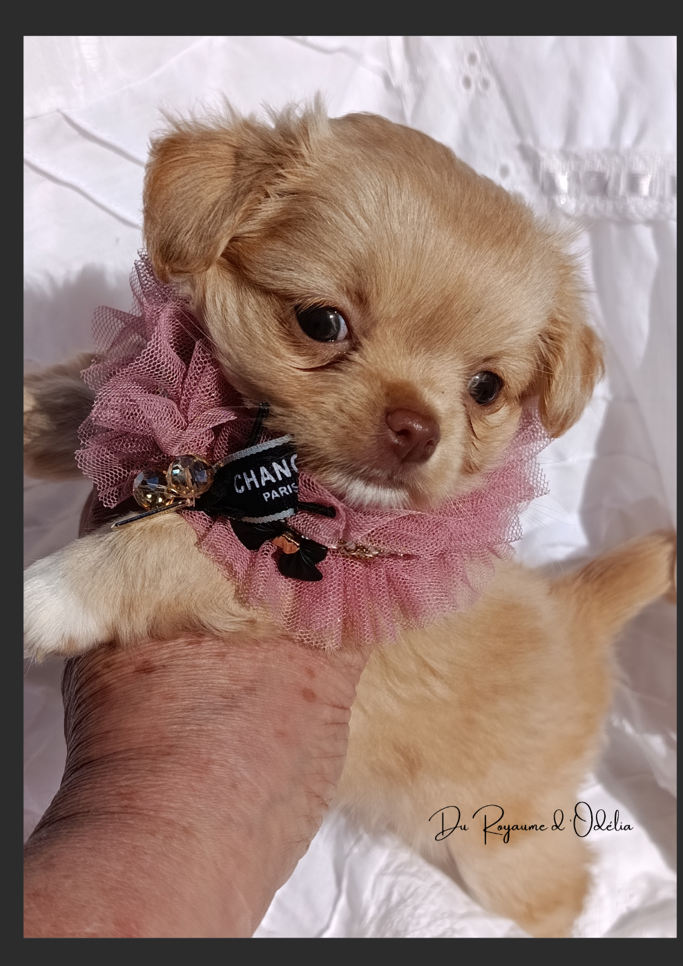 Chihuahua - Du Royaume D'Odelia