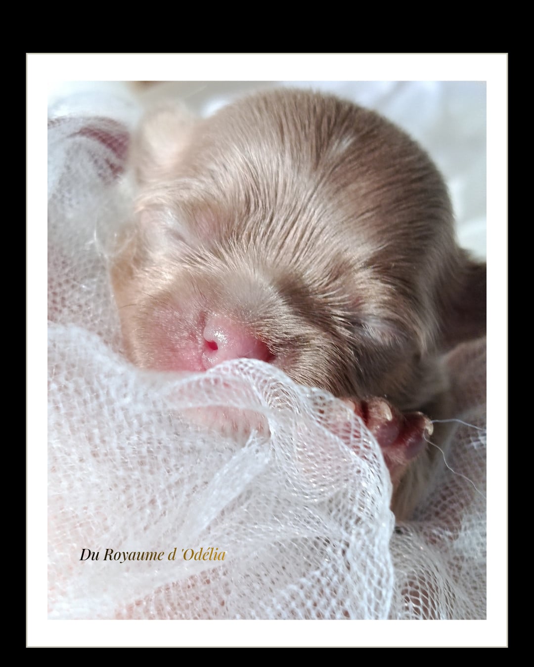 Baron Belladone - Chihuahua