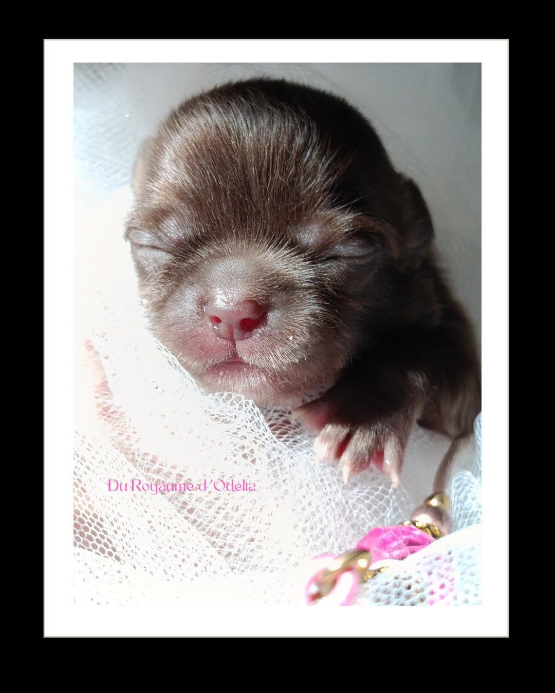 b ' Séreta Donata - Chihuahua