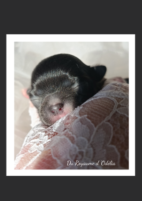 Les chiots de Chihuahua