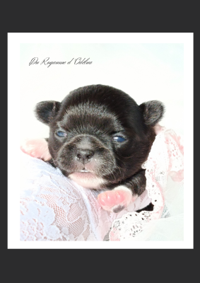 Les chiots de Chihuahua