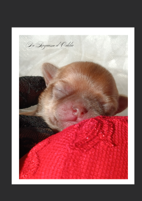 Les chiots de Chihuahua