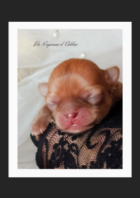 Les chiots de Chihuahua