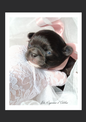 Les chiots de Chihuahua