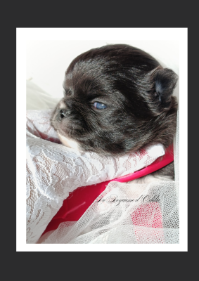 Les chiots de Chihuahua