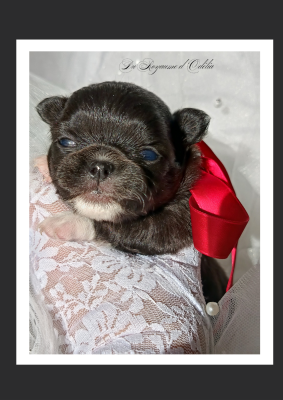 Les chiots de Chihuahua