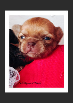 Les chiots de Chihuahua