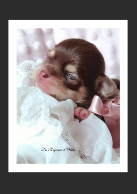 Les chiots de Chihuahua