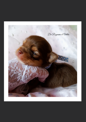 Les chiots de Chihuahua