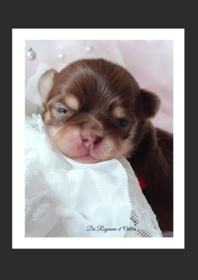 Les chiots de Chihuahua