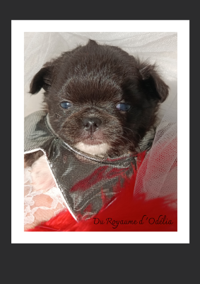 Les chiots de Chihuahua