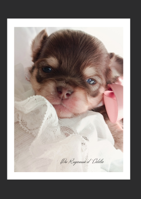 Les chiots de Chihuahua