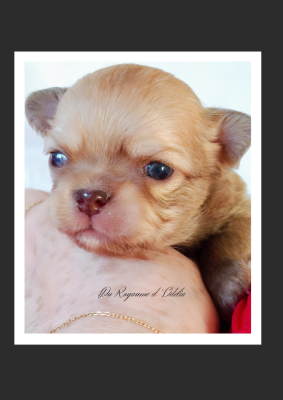 Les chiots de Chihuahua