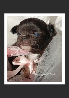 Les chiots de Chihuahua