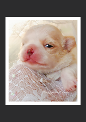 Les chiots de Chihuahua