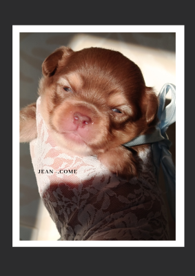 Les chiots de Chihuahua