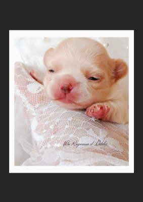 Les chiots de Chihuahua