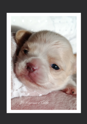 Les chiots de Chihuahua