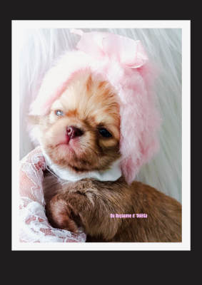 Les chiots de Chihuahua