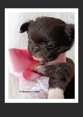 Les chiots de Chihuahua