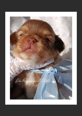 Les chiots de Chihuahua